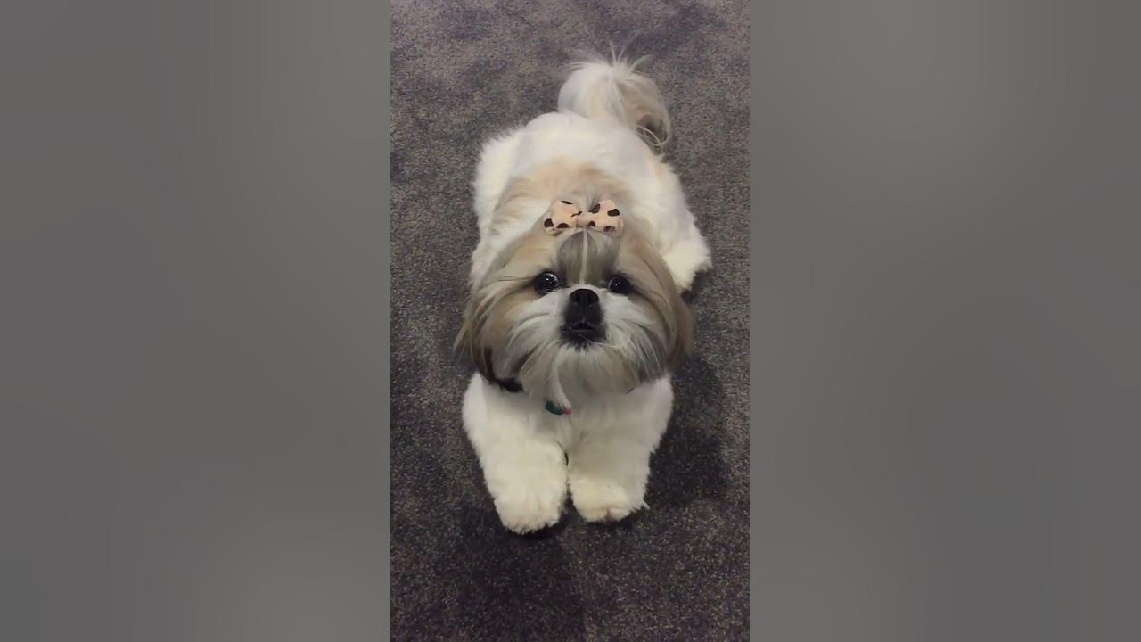 Angry shihtzu barking | dog barking #shihtzu #dog