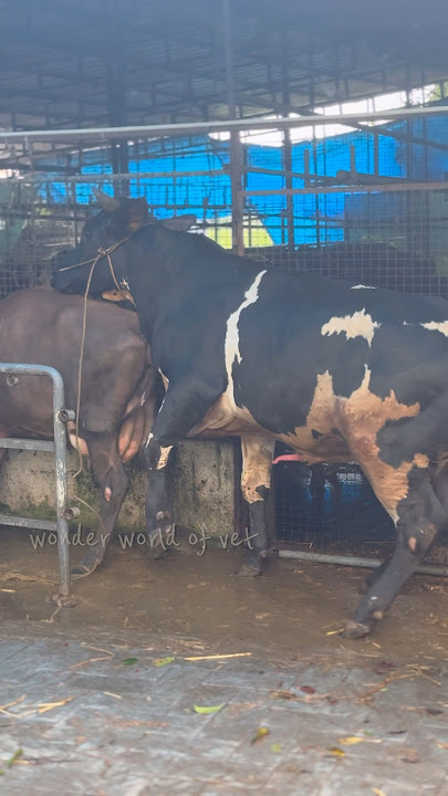 Natural mating 🌍#cow #bull #keralafarm #mating #farming