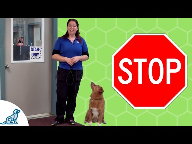 Door-Darting: How to Stop a Dog From Running Out the Door · The Wildest