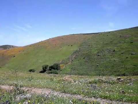 صوت طائر الوقواق طكوك
