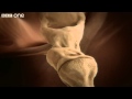 How your ear works - Inside the Human Body: Building Your Brain - BBC One