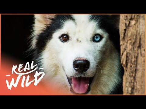 Lost And Found, Litter Of Puppies | For The Love Of Dogs | Real Wild Documentary