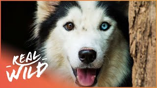 Lost And Found, Litter Of Puppies | For The Love Of Dogs | Real Wild Documentary