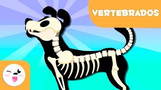 Animais vertebrados para crianças - Introdução