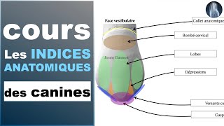 Indices anatomiques | Canines maxillaires et mandibulaires | Prothèse dentaire | Cours | ©