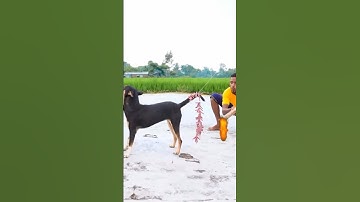 dog pataka😱😱🔥 #youtubeshorts #shorts