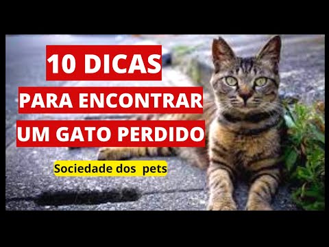 Vídeo: Um Gato Ou Um Gato Se Foi: O Que Fazer, Onde Procurar Um Animal, Como Encontrar Um Gatinho Perdido, Dicas E Truques Para Os Donos