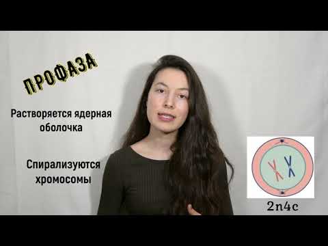 Митоз. Фазы митоза.