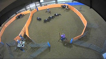 Big Sky Ranch Sorting Saddle Series #2 - #3 - Round #1 - Ride #26