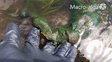 Water Quality Indicators - Chemical Sampling