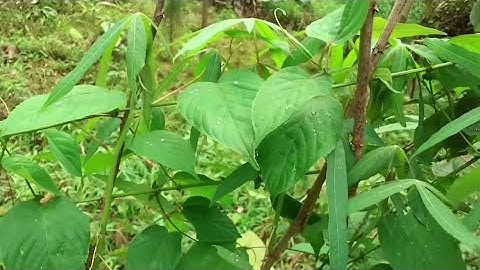 cây dây Gân nhận biết tác dụng và sử dụng. thaoduocviet