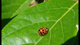 Chinita arlequín: cómo identificar a esta especie invasora.