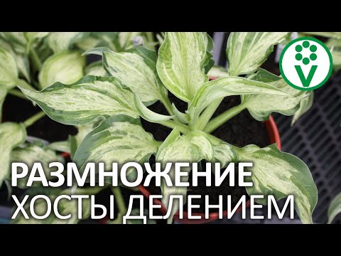 Видео: 8 способов выращивать красный клевер