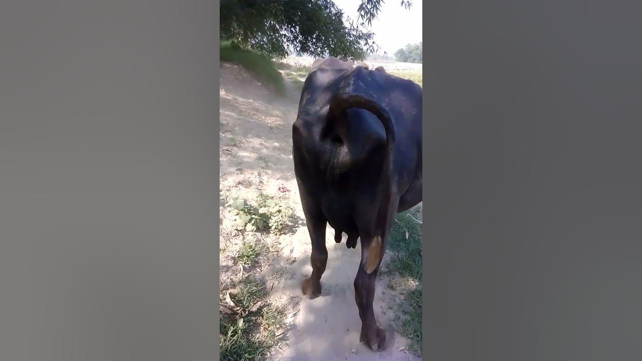 buffalo ko latrine problem YouTube