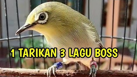 WAJIB DI COBA!!! Masteran pleci 1 nafas 3 lagu jadikan PLECI JUARA