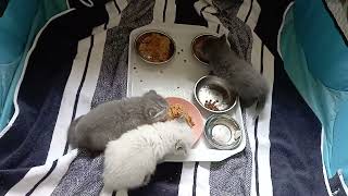 Mixed pumpkin with cats canned food 🎃🥫 К кошачьим консервам лучше примешивать тёртые овощи #тыква