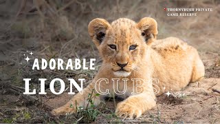 Lion cubs  Adorable, playful and curious little ones are introduced to the world