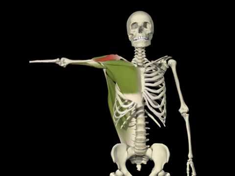 instructor-led Aducción / abducción hombro (vista anterior)