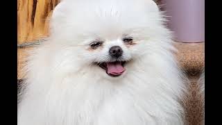 Cute Dog Video Compilation 1 Low Angle, Close Up Warning Fast Transition