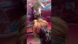 Иду к тебе! #shorts #tiktok #cat #goat #кузенька #animals #nature #котик #йорки