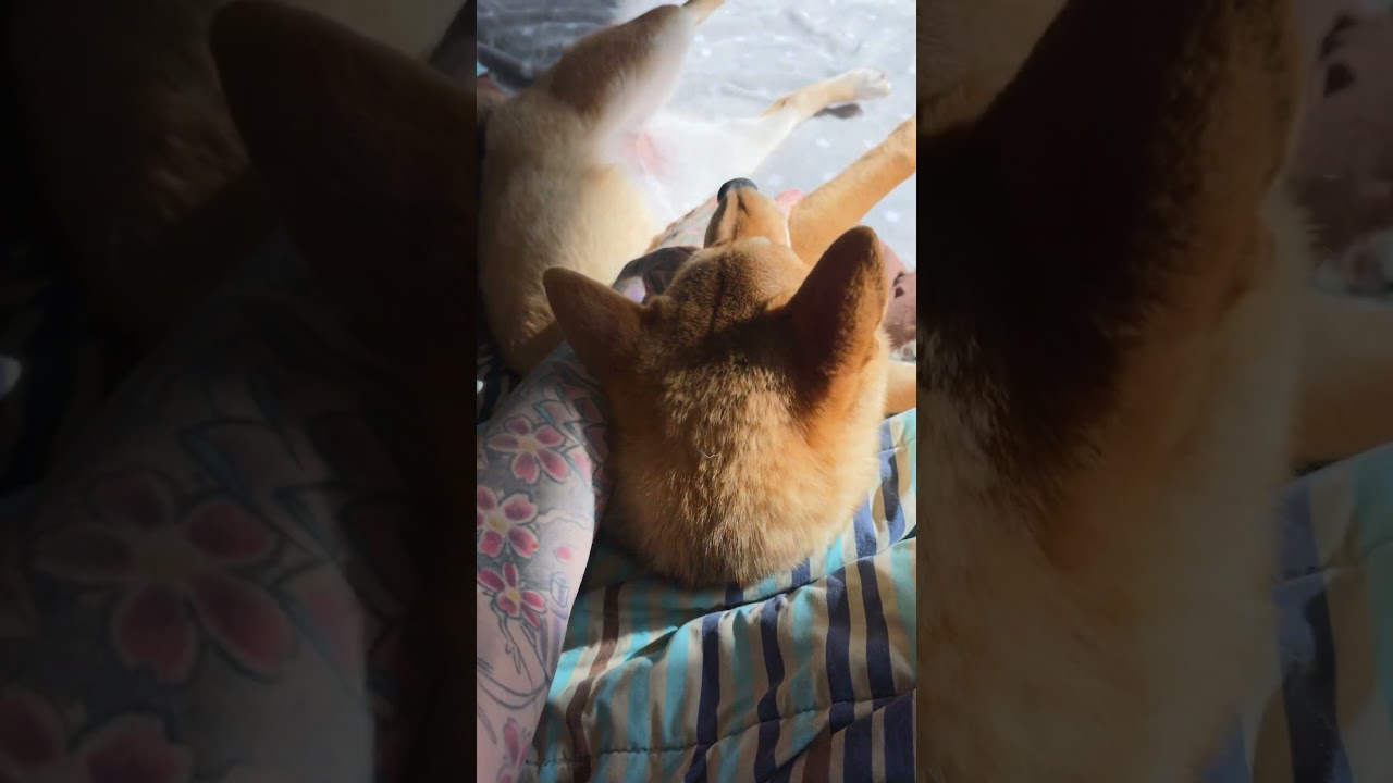 Nomi Being Silly 😜 The Shiba Antics You Didn’t Know You Needed!| Shiba Shenanigans 🐾