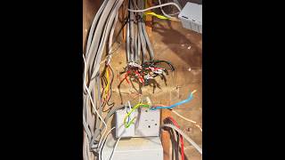 Signed up to 2391-52 let s see what s about - initial and periodic inspection and testing