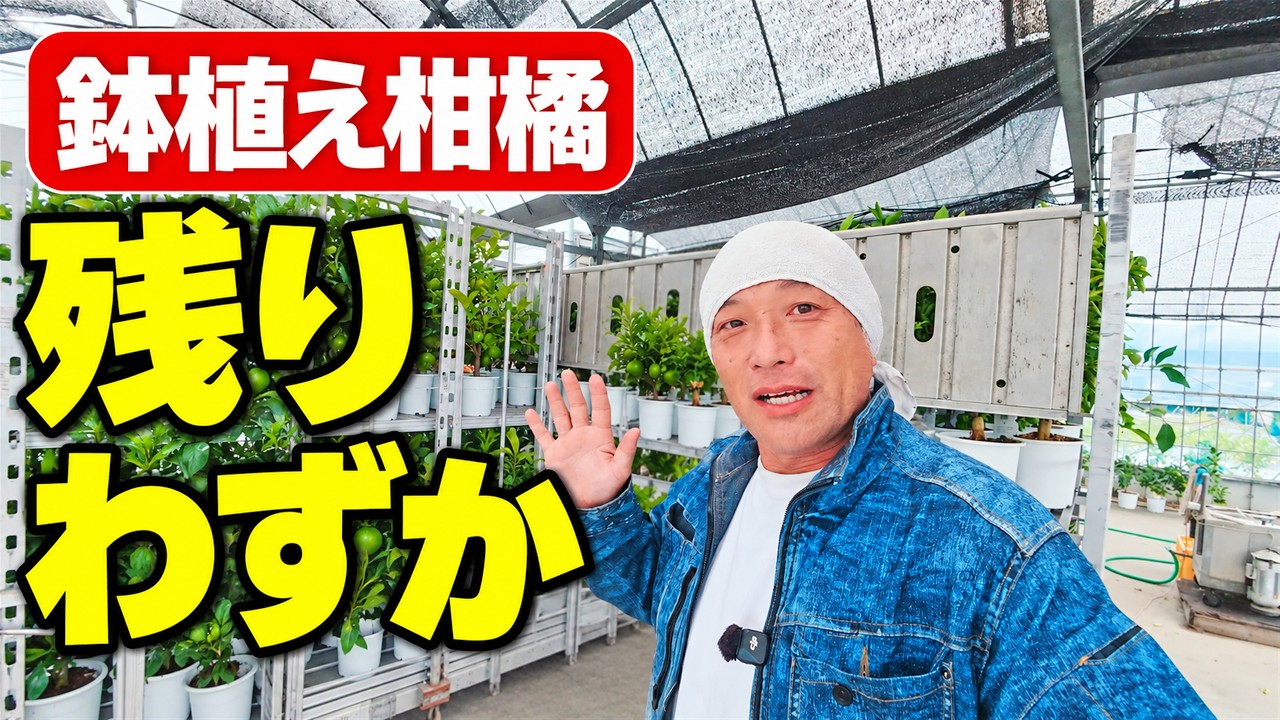 果物 BJ So Many Left, Yet Almost Gone? Inventory and Fruit Status of