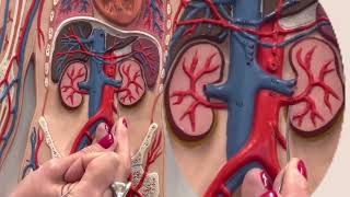 Dr. Benaduce: Abdominal Cavity Veins (Flat Model)