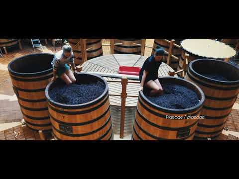 La vinification des vins rouges chez Louis Jadot