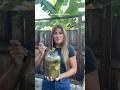 Traditional Fermented Pickles 🥒 No Vinegar Needed