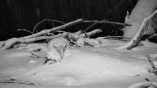 Decorah Eagles North Nest-Braving The Winter Storm