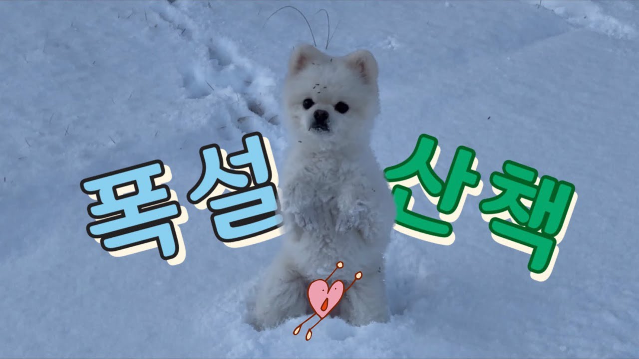 역대급 폭설 온 날, 강아지랑 산책🐶🥶☃️ 퍼푸치노 한잔 하실래여?