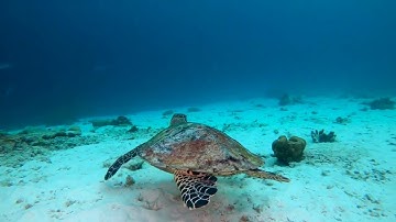 Epidemic sound - Reversed Beginning - Luwaks