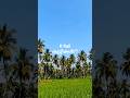 K റെയിൽ കുറ്റികൾ :UDF അടുത്ത വിപ്ലവത്തിലേക്കു!!! #kerala