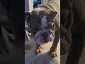 We found the solution! Kisses! #bulldog #englishbulldog #puppy #bulldogfamily #cutedog #bullydogs