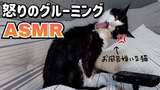 ASMRSUBThe sound of a cat grooming after a bath#252
