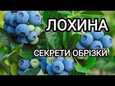 Обрізка ЛОХИНИ після