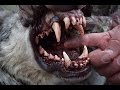 Wolf hunting Idaho 2016 with kill shot!