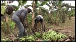 Agriculture/banane plantain: la Côte d'Ivoire s'inspire de l'expérience du centre africain