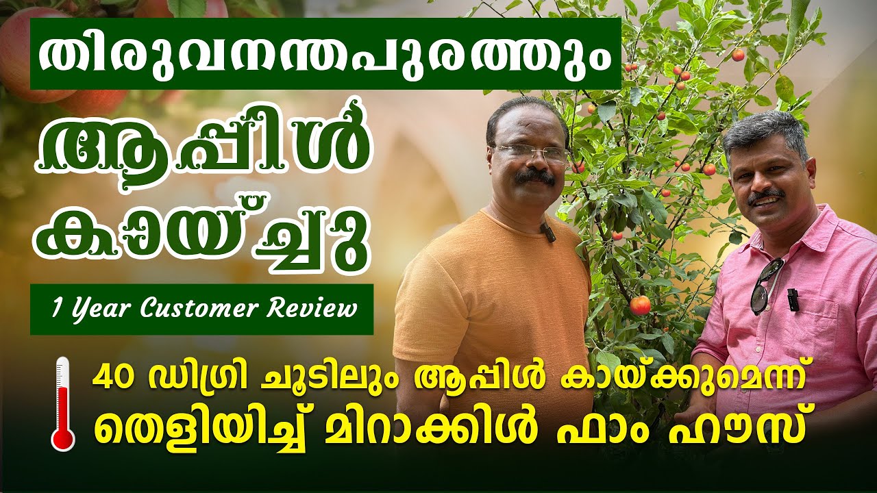തിരുവനന്തപുരത്തും ആപ്പിൾ 🍎 കായ്ച്ചു ചൂടിലും ആപ്പിൾ കായ്ക്കുമെന്ന് തെളിയിച്ച് മിറാക്കിൾ ഫാം ഹൗസ്…