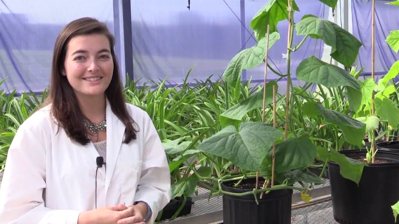 Solution Finders -- Cucumber Grafting