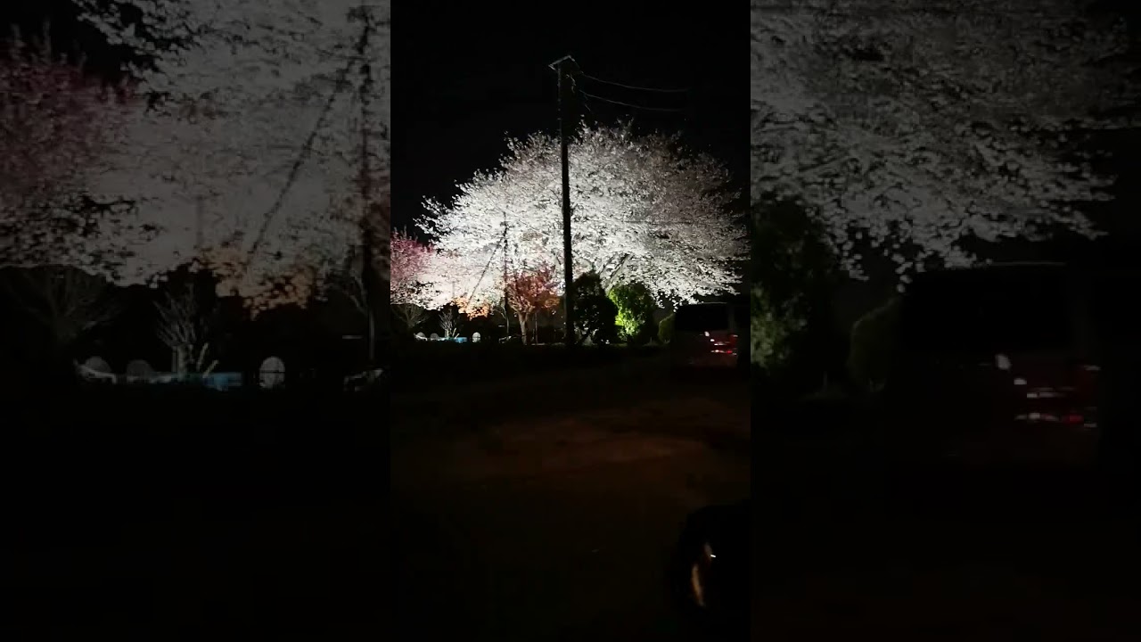 夜桜　苑古 夜桜 - YouTube
