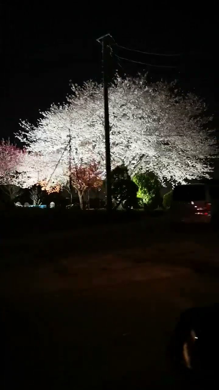 夜桜　苑古 夜桜 - YouTube