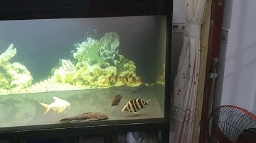 Hồ cá rồng công nghệ 4 lớp đáy giấu ống toàn bộ