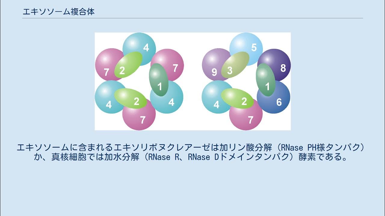 エキソソーム複合体 YouTube