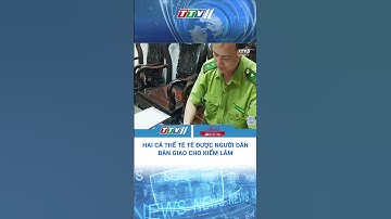 Hai cá thể tê tê được người dân bàn giao cho kiểm lâm #Shorts