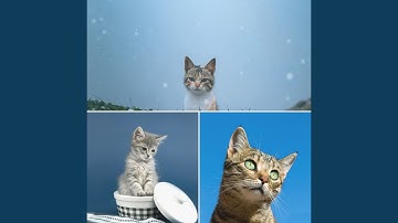 Pulsating Moods for Sleepy Kitten