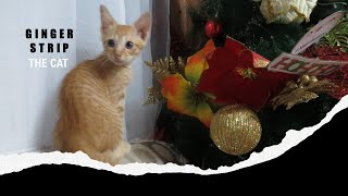 Ginger Strip The Cat