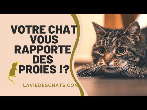 Vidéo: Pourquoi Les Chats Amènent-ils Des Souris à Leur Maître?