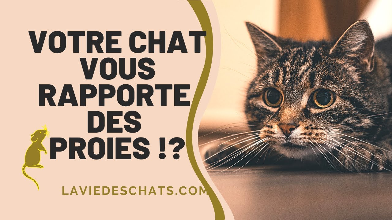 Pourquoi Mon Chat Me Ramene Des Souris Mortes